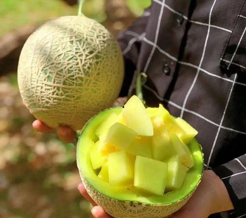 111娱乐吃瓜,揭秘娱乐圈的“吃瓜”盛宴